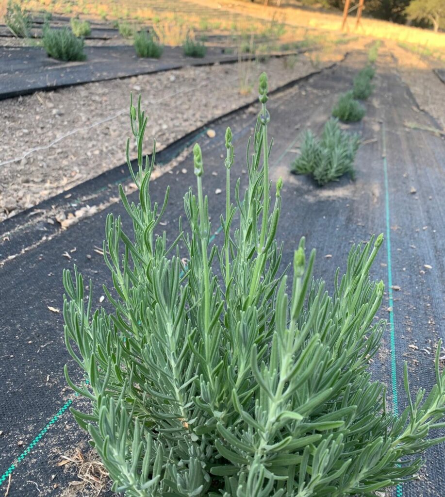 Lavender farmed plants